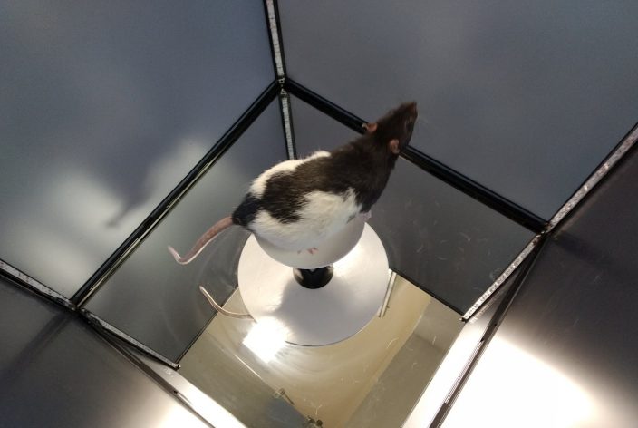 qOMR-XT with rat placed on pedestal