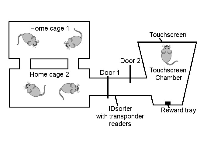 Schematic of an automated Touchscreen Chamber setup combination with home cages