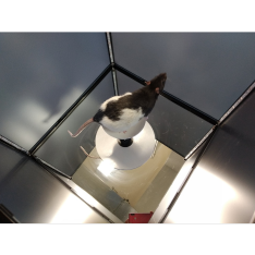 qOMR-XT with rat on pedestal