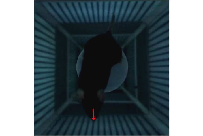 Principle of the experiment with a mouse on top of the platform. The stimulus is normally invisible to the IR camera